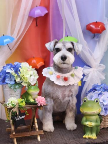 20230606むぎちゃん